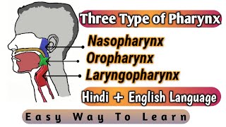 Study of Types of Pharynx  Respiratory System  Pt12  Medical Discovery [upl. by Sucram486]