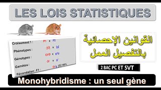 Génétique 4  Les lois statistiques  Cas de Monohybridisme  Darija  BIOF ET ARABE [upl. by Vitale]