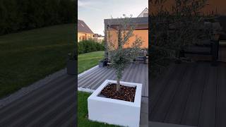 DIY Hochbeet Pflanzkübel für Olivenbaum einpflanzen Zitronenbaum pflanzen Garten Beet Rindenmulch [upl. by Burn15]