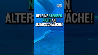 Warum Delfine nicht an Altersschwäche sterben [upl. by Maccarone]