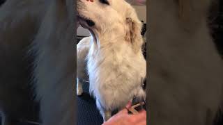 Step 2 Autumn Lake Golden Retrievers how to groom golden retriever neck and chest [upl. by Iosep]