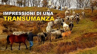 Campana CS  Impressioni di una Transumanza Invernale Sila Greca [upl. by Chiarra719]