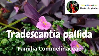 Tradescantia pallida o purpurina [upl. by Nomelc155]