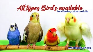 cocktail eluru parrot African lovebirds Baggies available wholesale prices Birdsworldtelugu [upl. by Cecily863]