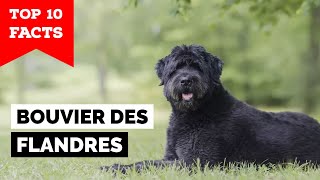 Bouvier des Flandres  Top 10 Facts [upl. by Aldwin]