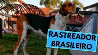 Rastreador Brasileiro  Brazilian Tracker  Facts and Information [upl. by Susanne150]