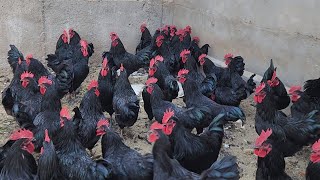 Black Australorp Hen Farming  Success Story  Ajwa Desi Hen Farming Gujarat [upl. by Akeem986]