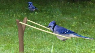 Blue Jays  Strange sounds [upl. by Nylcsoj669]