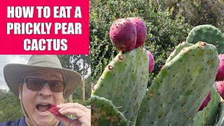 How to Eat a Prickly Pear Cactus [upl. by Julie455]