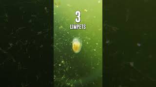 Aquarium Pests 🪱 3 That Benefit Your Aquarium Ecosystem [upl. by Rollins]