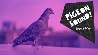 Pigeon Cooing sound effect  no copyright HQ [upl. by Laemaj]