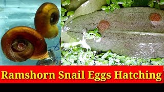 Ramshorn Snail Eggs Hatching [upl. by Dinah594]