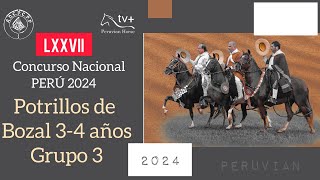 Potrillos de Bozal 34 anos Grupo 3 LXXVII CONCURSO NACIONAL PERU 2024 [upl. by Lombardy961]