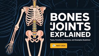 Bones and Joints of the Human Body  Types Functions and Examples Explained [upl. by Beeson861]