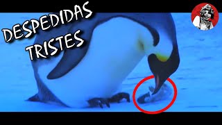 Las 8 despedidas más tristes y dolorosas entre animales Parte 2  Oscar Jack [upl. by Eytteb702]