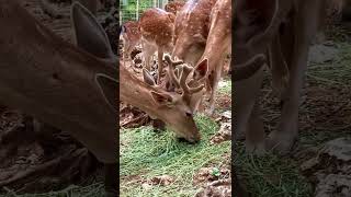 REINDEER WITH BEAUTIFUL ANTLERS deers deer beautifulanimals animals amazinganimals shorts [upl. by Rratsal]