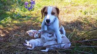 Lemon beagle mom nursing puppies  River Styx Scent Hounds [upl. by Asehr]