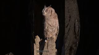 Scops Owl Agent [upl. by Gaddi909]