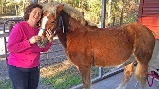 Horse Grooming How to Wash A Horse [upl. by Lelia]