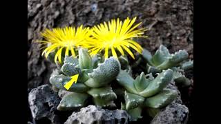 Faucaria albidens Vidéo 683  2018 [upl. by Kirad7]