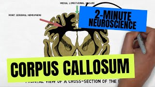 2Minute Neuroscience Corpus Callosum [upl. by Esoryram53]