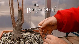 My Ginkgo Bonsai Update The Bonsai Zone April 2020 [upl. by Ahtelra975]