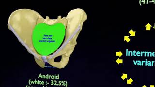 types of female pelvis images  female pelvis types  3d animation types of pelvic bones in females [upl. by Ehtiaf972]