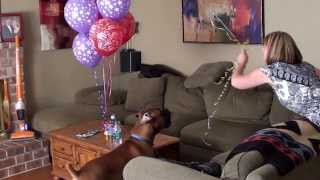 Boxer dog Cooper plays with mylar Balloon [upl. by Lincoln]