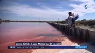 ECLAE  Récolte de la Dunaliella Salina sur le Salin dAiguesMortes  JT 20h France 3 [upl. by Lacey57]