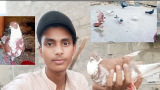 Birds market se main like kabutar ka hamari ek female bimar ho gai ❣️❣️ [upl. by Otis644]