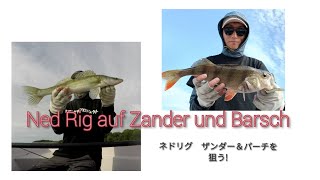 mit Ned Rig auf Zander und Barsch ZMAN TRD ネドリグでパーチとザンダー August 2023 [upl. by Nolahp]