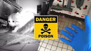 Danger immédiat  du souricide à portée de chat amp bébé [upl. by Nylecsoj873]