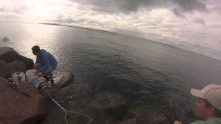 Blackfishing at Nelson Bay Breakwall on 15th September 2013 [upl. by Lonier]