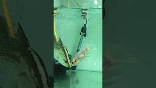 Barramundi vs Shubunkin aquarium fishlover barramundi seabass monsterfish shorts viral short [upl. by Vigen]