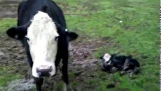 Angry Cow protecting newborn calf [upl. by Ayojal]