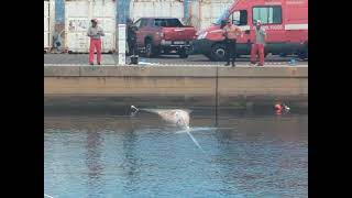 Fin Whale Carcass Recovered After Days Beneath Boats in Italian Harbor [upl. by Blakely]