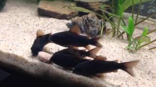 Corydoras black Venezuela feeding [upl. by Lebbie461]