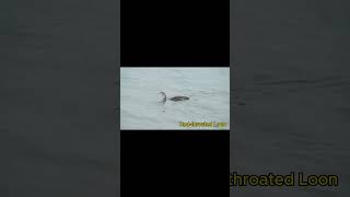 Red throated Loon birds wildlife loona [upl. by Nivk20]