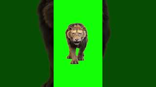 Lion Walking Greenscreen  Meme Greenscreen [upl. by Kilam]