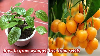 Cách trồng quất hồng bì từ quả  How to grow wampee tree from seeds [upl. by Keefer]