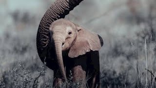 Elephants are the biggest terrestrial animalselephant terrestrialanimals biggest ytshorts short [upl. by Einuj]