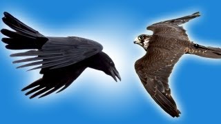 Falcon vs Raven in Slow Motion  Slow Mo  Earth Unplugged [upl. by Aligna387]