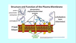 311 2 Glycocalyx Sugars Covalen link Membrane [upl. by Marozas]