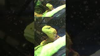 The MOST IMPORTANT Uromastyx Care Tip reptiles animals lizard pets uromastyx petcare [upl. by Kenton]