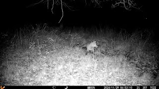 Wildlife Trail Camera Red Fox Night Footage [upl. by Schug]