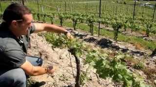 A Year in the Vineyard the Four Seasons HD [upl. by Jessen]