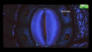 Stomata Opening amp Closening K Malate Concentration Theory [upl. by Ori]