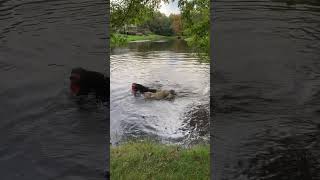 Nellie got the frisbee 2 xs today swimmingdogs doglover dog neighborsue dogsofyoutube [upl. by Iphigenia198]