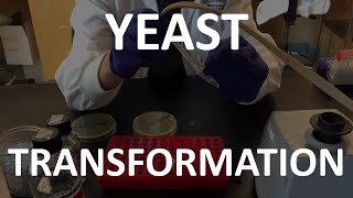 Yeast Transformation Lab Tutorial [upl. by Rinaldo]