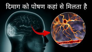 दिमाग को पोषण कहां से मिलता है  what gives nutrition to our brain [upl. by Norwood137]